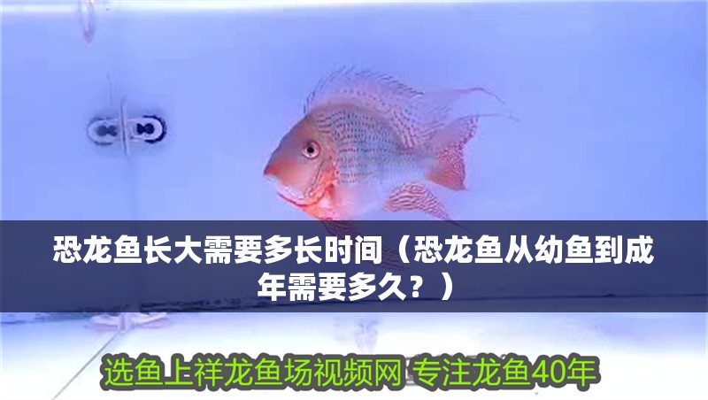 恐龍魚長大需要多長時間（恐龍魚從幼魚到成年需要多久？）