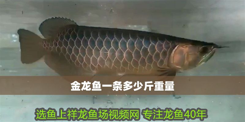 金龍魚一條多少斤重量