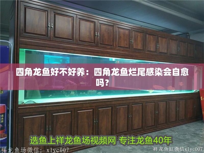 四角龍魚好不好養(yǎng)：四角龍魚爛尾感染會(huì)自愈嗎？ 四角龍魚好不好養(yǎng)：四角龍魚爛尾感染會(huì)自愈嗎？ 水族問(wèn)答