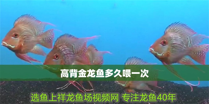 高背金龍魚多久喂一次