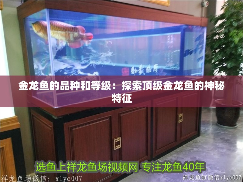 金龍魚的品種和等級：探索頂級金龍魚的神秘特征