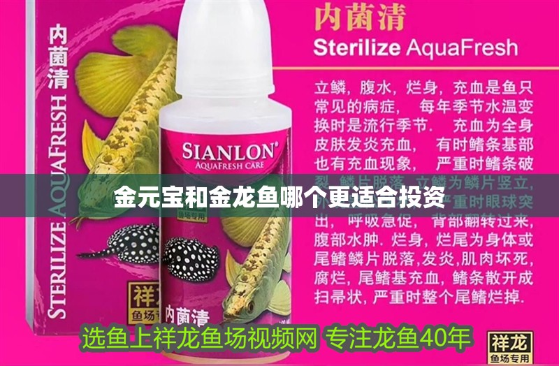 金元寶和金龍魚哪個更適合投資