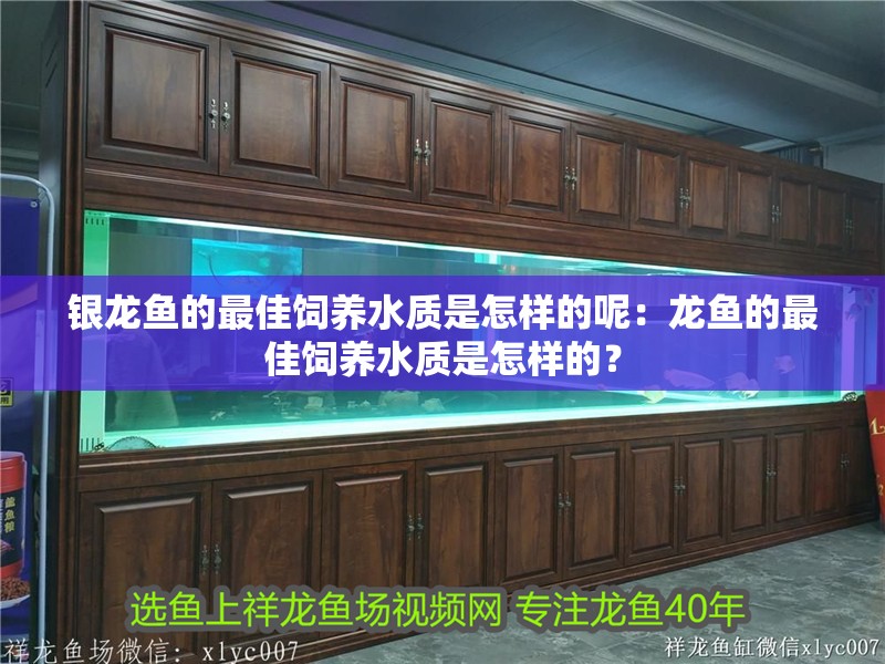 銀龍魚的最佳飼養水質是怎樣的呢：龍魚的最佳飼養水質是怎樣的？