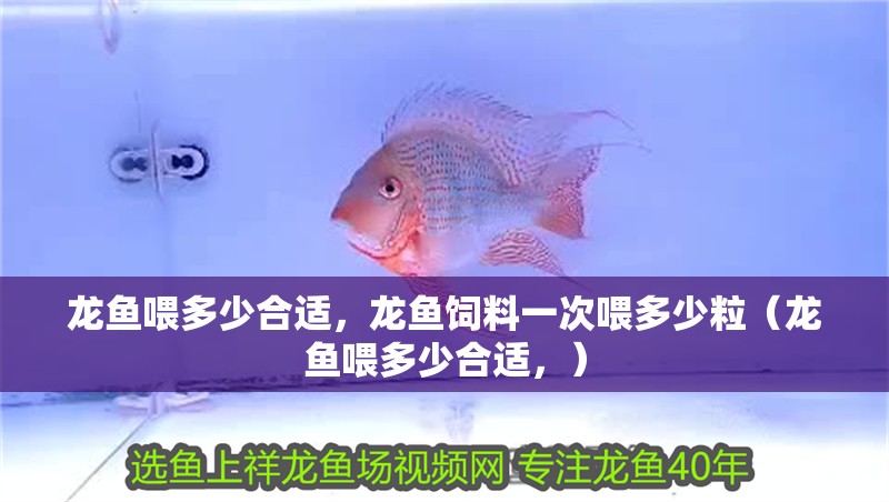龍魚喂多少合適，龍魚飼料一次喂多少粒（龍魚喂多少合適，） 龍魚喂多少合適，龍魚飼料一次喂多少粒（龍魚喂多少合適，） 觀賞魚百科