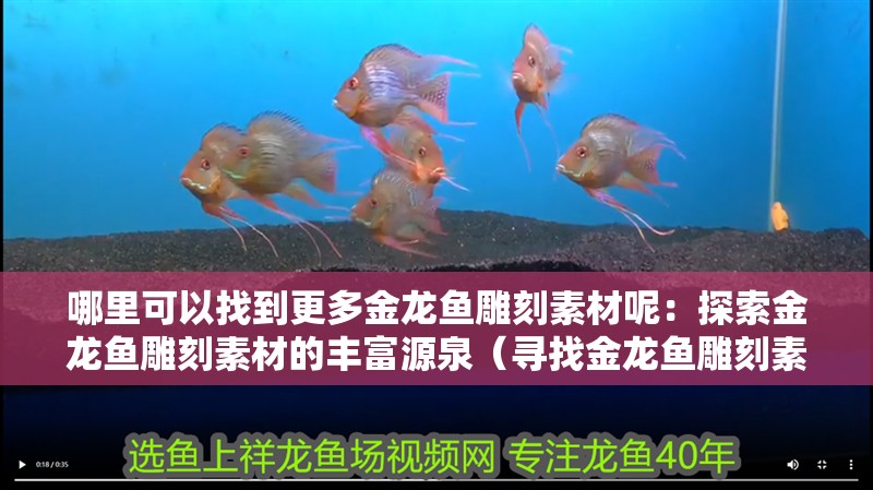 哪里可以找到更多金龍魚雕刻素材呢：探索金龍魚雕刻素材的豐富源泉（尋找金龍魚雕刻素材）