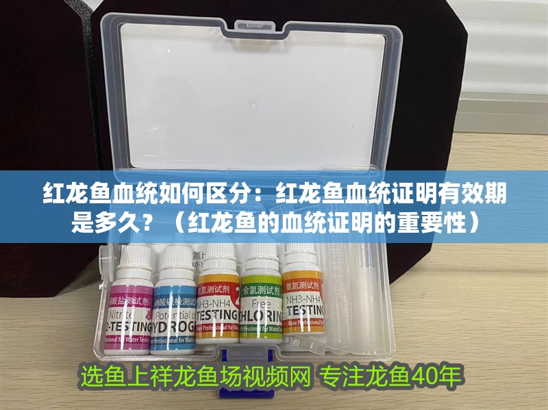 紅龍魚血統(tǒng)如何區(qū)分：紅龍魚血統(tǒng)證明有效期是多久？（紅龍魚的血統(tǒng)證明的重要性）