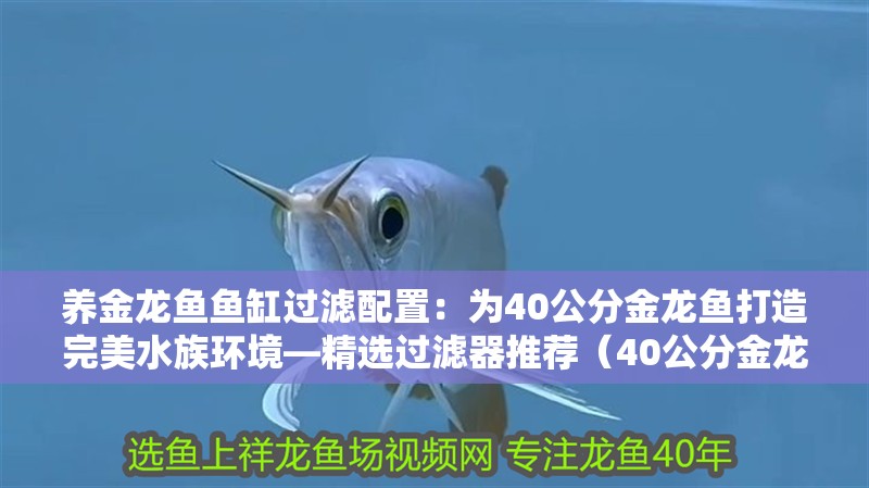 養金龍魚魚缸過濾配置：為40公分金龍魚打造完美水族環境—精選過濾器推薦（40公分金龍魚的過濾器）