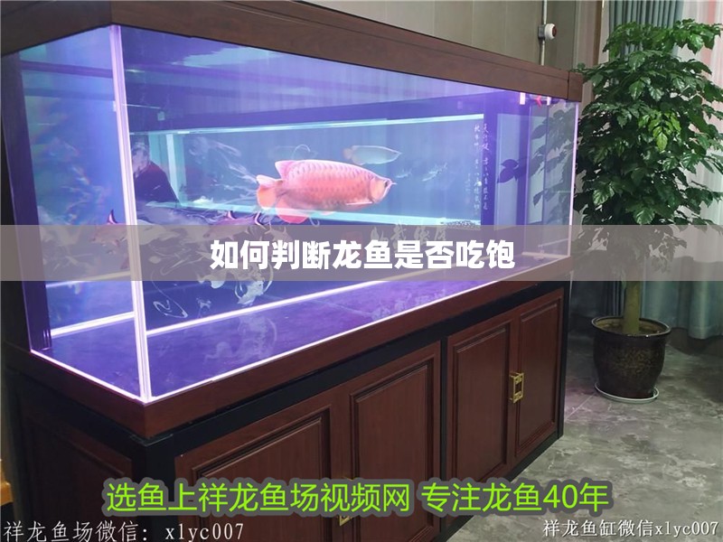 如何判斷龍魚(yú)是否吃飽