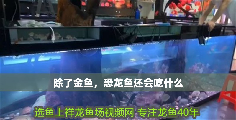 除了金魚，恐龍魚還會吃什么