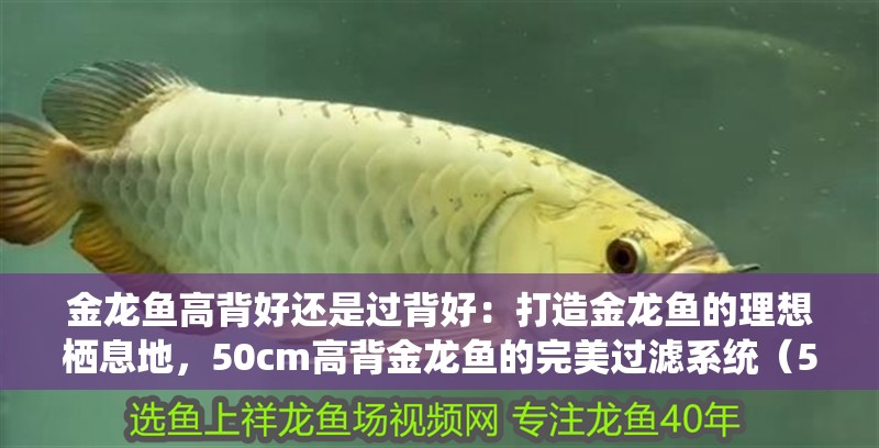 金龍魚高背好還是過背好：打造金龍魚的理想棲息地，50cm高背金龍魚的完美過濾系統（50cm高背金龍魚的完美過濾系統及其適用于大多數淡水觀賞魚）