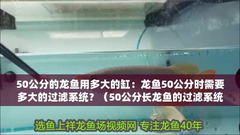 50公分的龍魚用多大的缸：龍魚50公分時需要多大的過濾系統？（50公分長龍魚的過濾系統應該包括一個足夠大的龍魚）