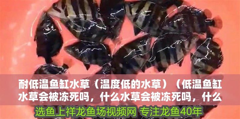 耐低溫魚缸水草（溫度低的水草）（低溫魚缸水草會被凍死嗎，什么水草會被凍死嗎，什么水草會被凍死）