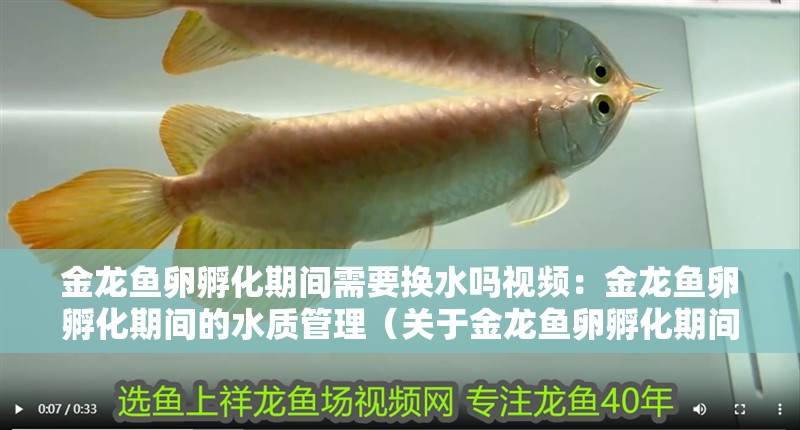 金龍魚卵孵化期間需要換水嗎視頻：金龍魚卵孵化期間的水質管理（關于金龍魚卵孵化期間的水質管理）