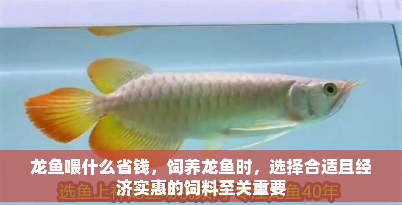 龍魚喂什么省錢，飼養(yǎng)龍魚時(shí)，選擇合適且經(jīng)濟(jì)實(shí)惠的飼料至關(guān)重要
