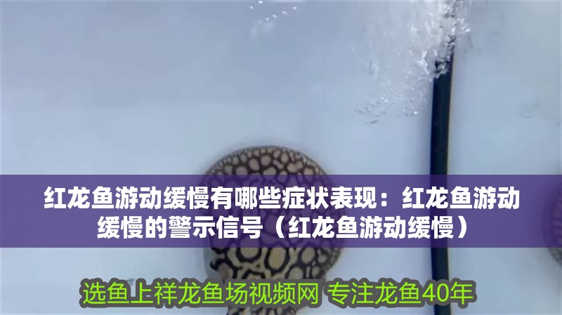 紅龍魚(yú)游動(dòng)緩慢有哪些癥狀表現(xiàn)：紅龍魚(yú)游動(dòng)緩慢的警示信號(hào)（紅龍魚(yú)游動(dòng)緩慢）