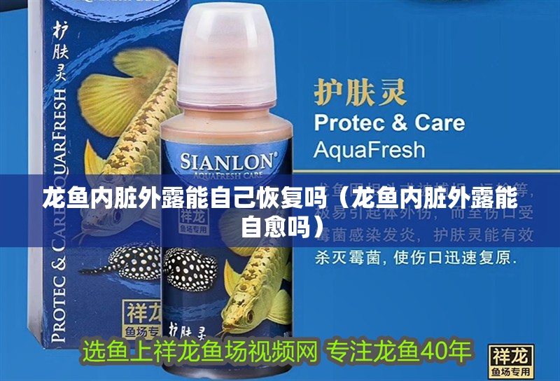 龍魚內(nèi)臟外露能自己恢復(fù)嗎（龍魚內(nèi)臟外露能自愈嗎）