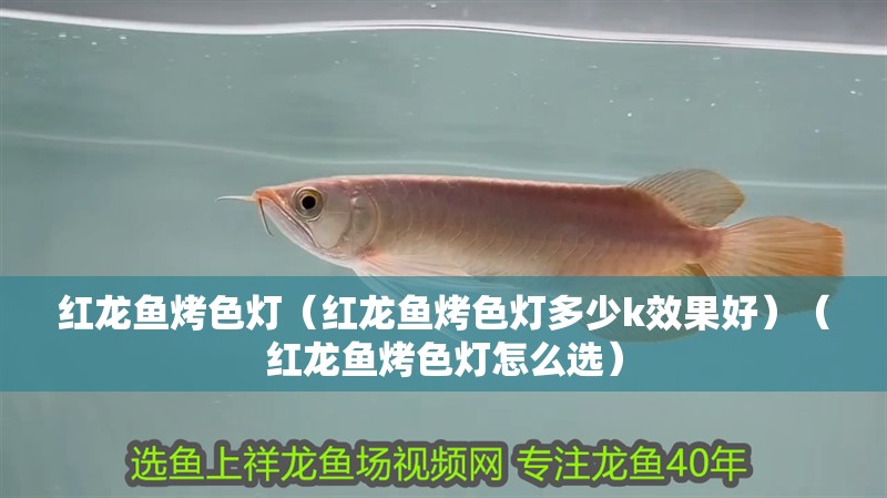 紅龍魚烤色燈（紅龍魚烤色燈多少k效果好）（紅龍魚烤色燈怎么選）