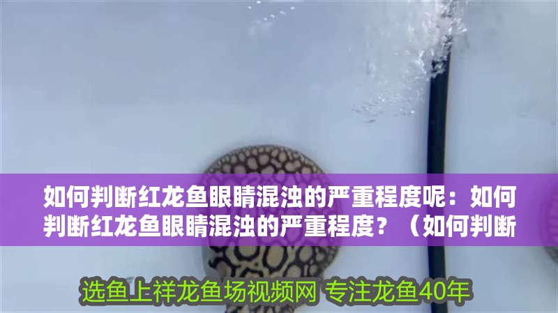 如何判斷紅龍魚眼睛混濁的嚴重程度呢：如何判斷紅龍魚眼睛混濁的嚴重程度？（如何判斷紅龍魚的眼睛混濁的嚴重程度）