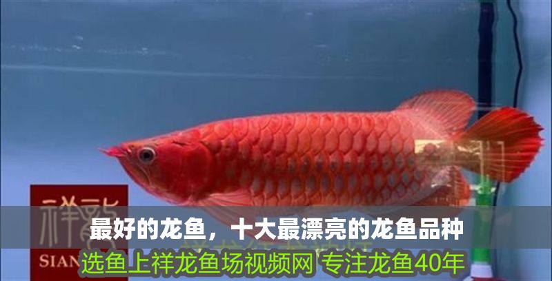 最好的龍魚，十大最漂亮的龍魚品種