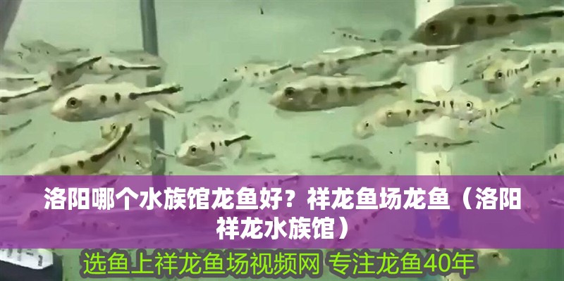 洛陽哪個水族館龍魚好？祥龍魚場龍魚（洛陽祥龍水族館）