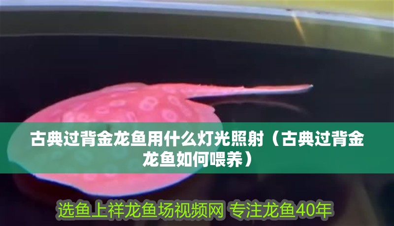 古典過背金龍魚用什么燈光照射（古典過背金龍魚如何喂養）