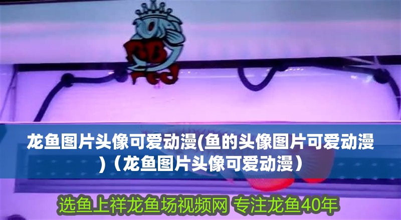 龍魚圖片頭像可愛動漫(魚的頭像圖片可愛動漫)（龍魚圖片頭像可愛動漫）