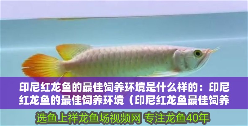 印尼紅龍魚的最佳飼養(yǎng)環(huán)境是什么樣的：印尼紅龍魚的最佳飼養(yǎng)環(huán)境（印尼紅龍魚最佳飼養(yǎng)環(huán)境的詳細(xì)指南）