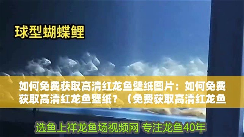 如何免費獲取高清紅龍魚壁紙圖片：如何免費獲取高清紅龍魚壁紙？（免費獲取高清紅龍魚壁紙）