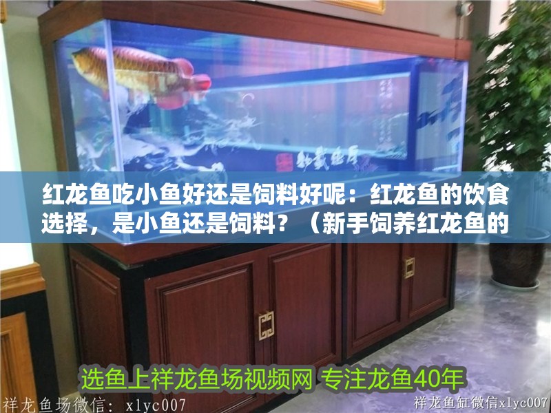 紅龍魚吃小魚好還是飼料好呢：紅龍魚的飲食選擇，是小魚還是飼料？（新手飼養紅龍魚的飲食需要了解紅龍魚的基本需求，紅龍魚值得探討）