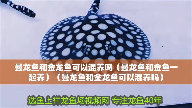 曼龍魚和金龍魚可以混養(yǎng)嗎（曼龍魚和金魚一起養(yǎng)）（曼龍魚和金龍魚可以混養(yǎng)嗎）