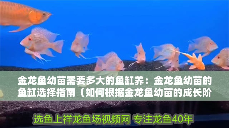 金龍魚幼苗需要多大的魚缸養(yǎng)：金龍魚幼苗的魚缸選擇指南（如何根據(jù)金龍魚幼苗的成長階段來選擇合適的魚缸大小）