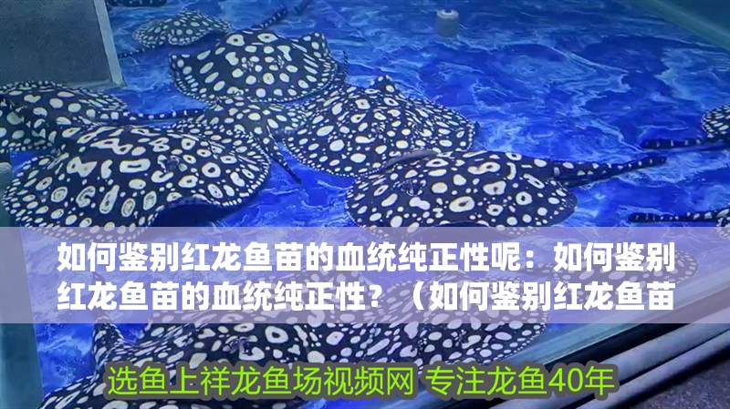 如何鑒別紅龍魚苗的血統(tǒng)純正性呢：如何鑒別紅龍魚苗的血統(tǒng)純正性？（如何鑒別紅龍魚苗的血統(tǒng)純正性）