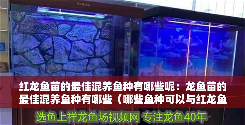 紅龍魚苗的最佳混養魚種有哪些呢：龍魚苗的最佳混養魚種有哪些（哪些魚種可以與紅龍魚混養）