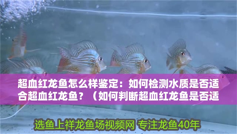 超血紅龍魚怎么樣鑒定：如何檢測水質是否適合超血紅龍魚？（如何判斷超血紅龍魚是否適合飼養）