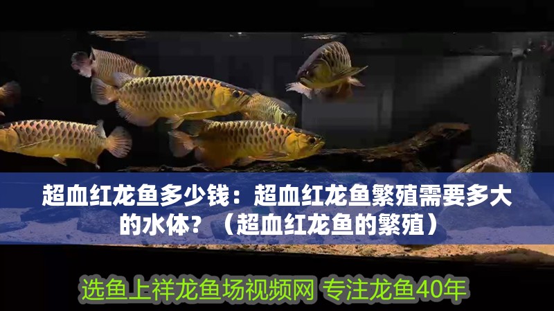 超血紅龍魚多少錢：超血紅龍魚繁殖需要多大的水體？（超血紅龍魚的繁殖）