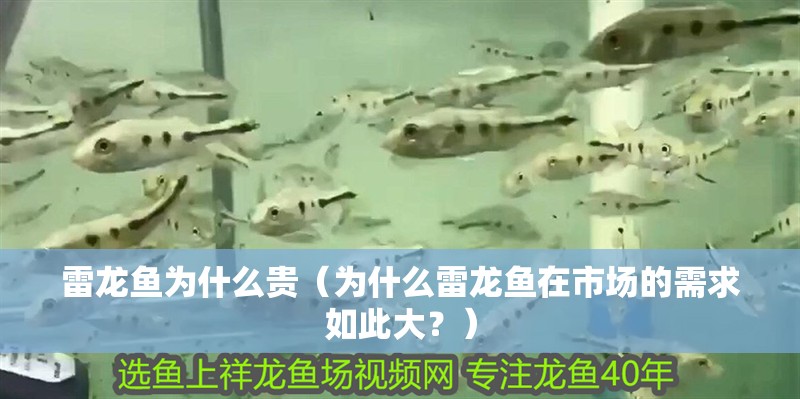 雷龍魚為什么貴（為什么雷龍魚在市場的需求如此大？）