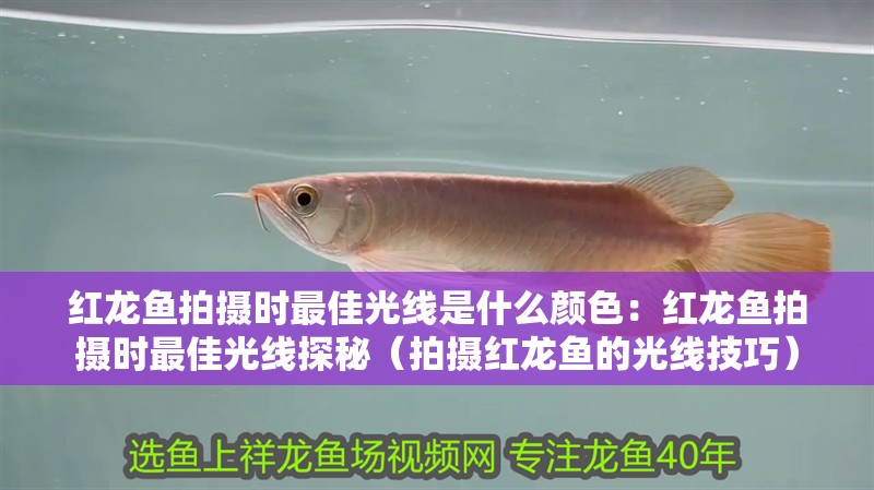 紅龍魚拍攝時最佳光線是什么顏色：紅龍魚拍攝時最佳光線探秘（拍攝紅龍魚的光線技巧）