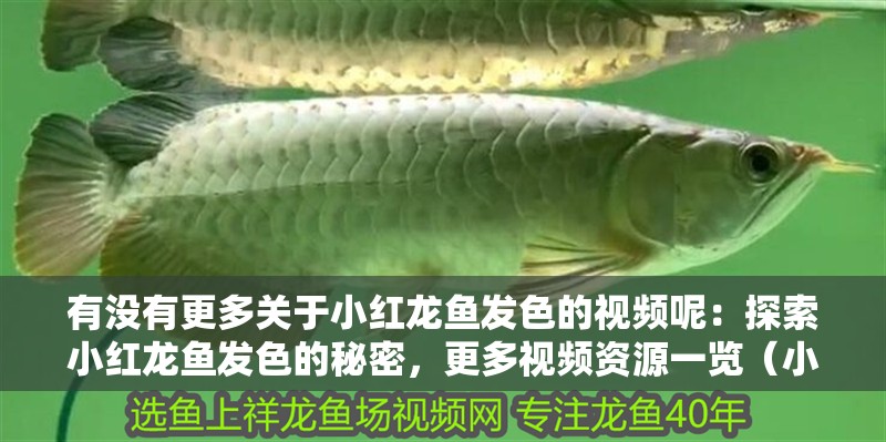 有沒有更多關于小紅龍魚發色的視頻呢：探索小紅龍魚發色的秘密，更多視頻資源一覽（小紅龍魚發色的秘密）