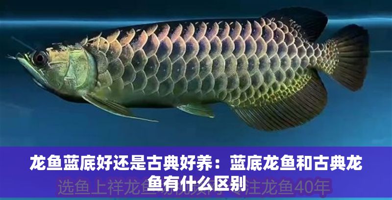 龍魚藍底好還是古典好養：藍底龍魚和古典龍魚有什么區別