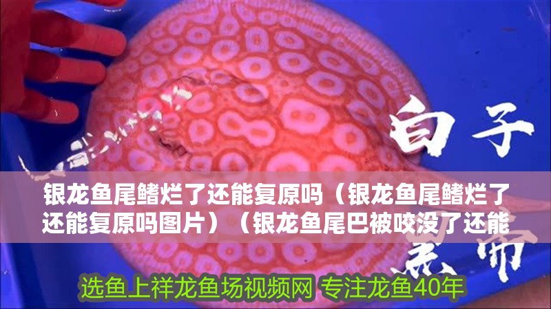 銀龍魚尾鰭爛了還能復原嗎（銀龍魚尾鰭爛了還能復原嗎圖片）（銀龍魚尾巴被咬沒了還能長出來嗎）
