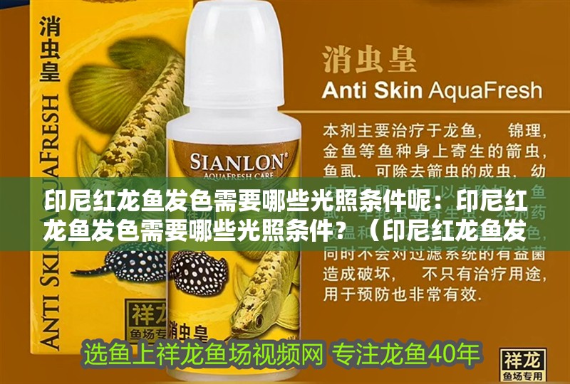 印尼紅龍魚發(fā)色需要哪些光照條件呢：印尼紅龍魚發(fā)色需要哪些光照條件？（印尼紅龍魚發(fā)色的關(guān)鍵因素）