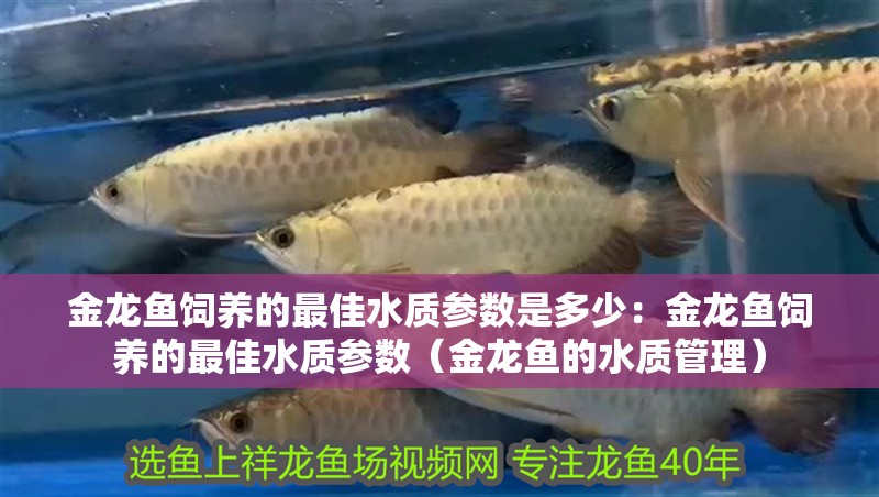 金龍魚飼養的最佳水質參數是多少：金龍魚飼養的最佳水質參數（金龍魚的水質管理）