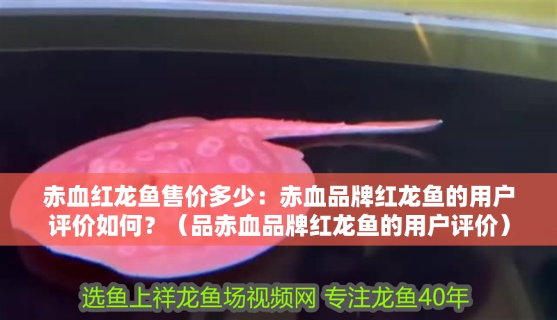 赤血紅龍魚售價多少：赤血品牌紅龍魚的用戶評價如何？（品赤血品牌紅龍魚的用戶評價）