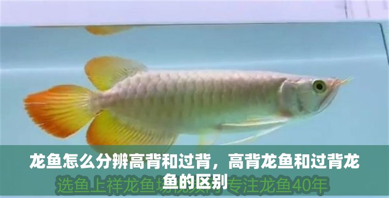 龍魚怎么分辨高背和過背，高背龍魚和過背龍魚的區別