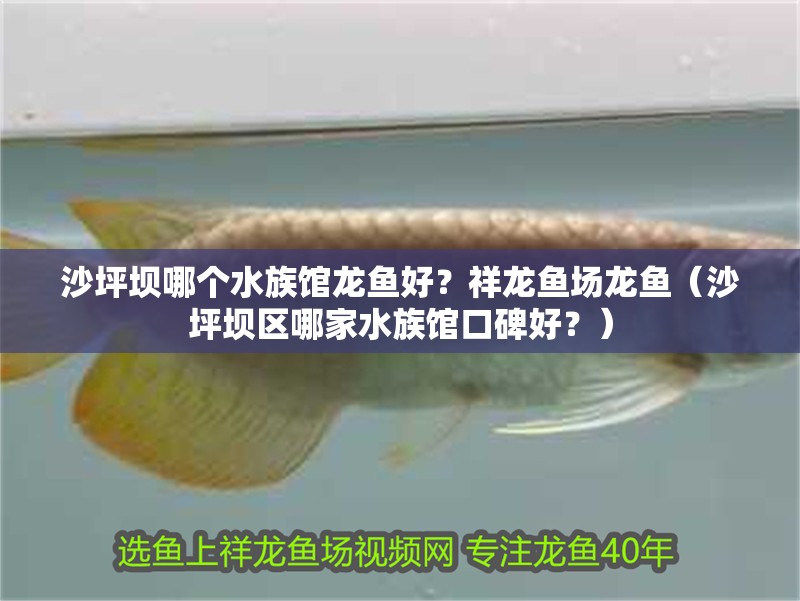 沙坪壩哪個(gè)水族館龍魚好？祥龍魚場(chǎng)龍魚（沙坪壩區(qū)哪家水族館口碑好？）