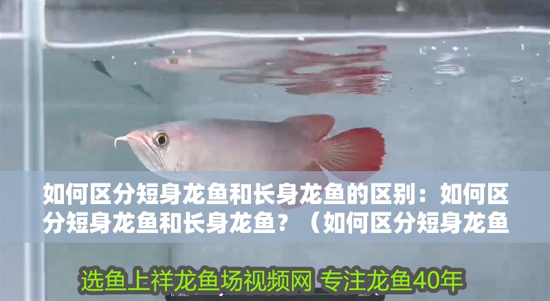 如何區(qū)分短身龍魚和長身龍魚的區(qū)別：如何區(qū)分短身龍魚和長身龍魚？（如何區(qū)分短身龍魚和長身龍魚）