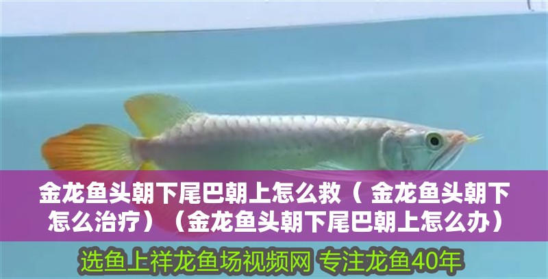 金龍魚頭朝下尾巴朝上怎么救（ 金龍魚頭朝下怎么治療）（金龍魚頭朝下尾巴朝上怎么辦）