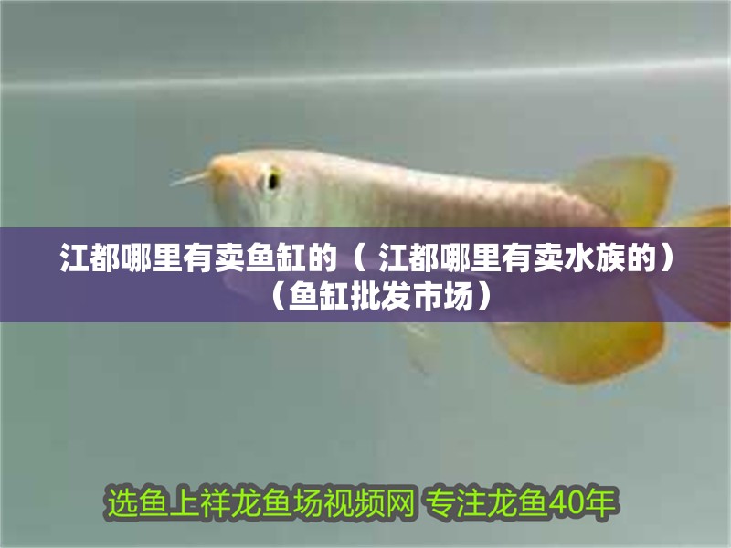 江都哪里有賣(mài)魚(yú)缸的（ 江都哪里有賣(mài)水族的）（魚(yú)缸批發(fā)市場(chǎng)）