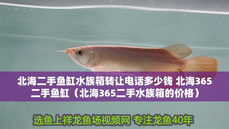 北海二手魚缸水族箱轉讓電話多少錢 北海365二手魚缸（北海365二手水族箱的價格）
