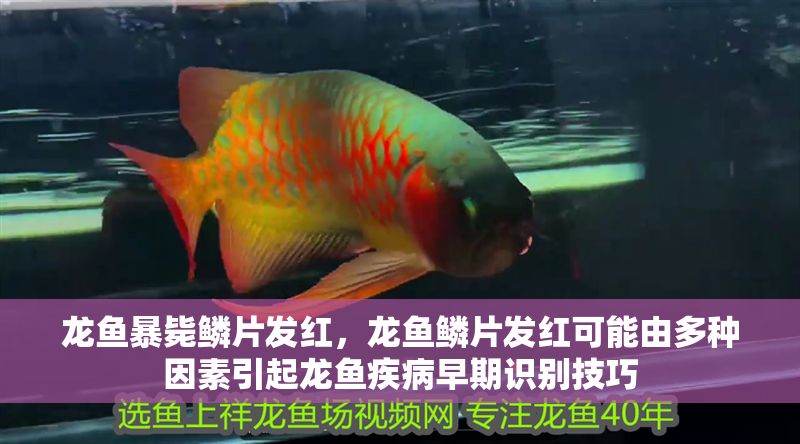 龍魚暴斃鱗片發(fā)紅，龍魚鱗片發(fā)紅可能由多種因素引起龍魚疾病早期識別技巧